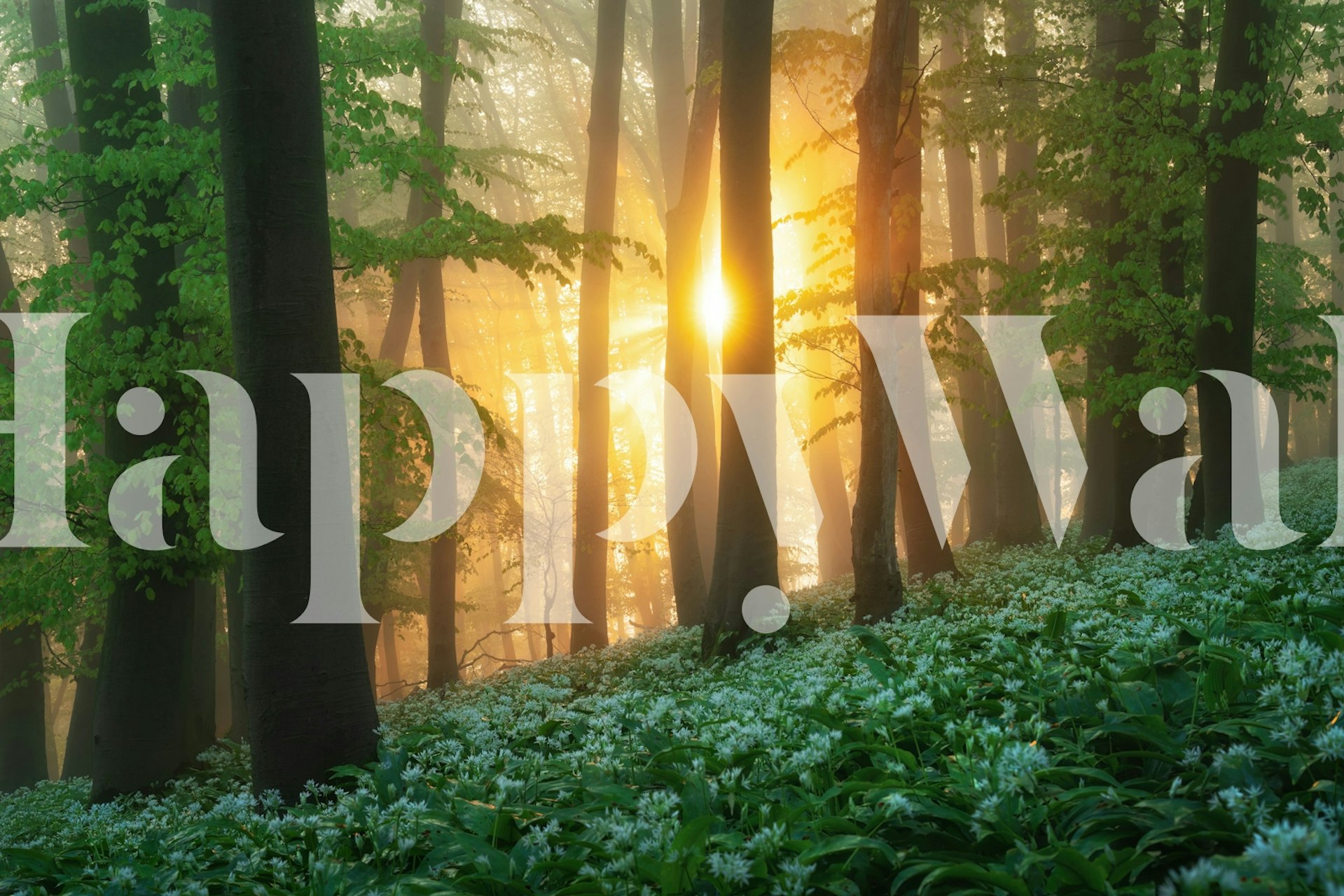 Tapeta z Sunrise in a wild garlic forest