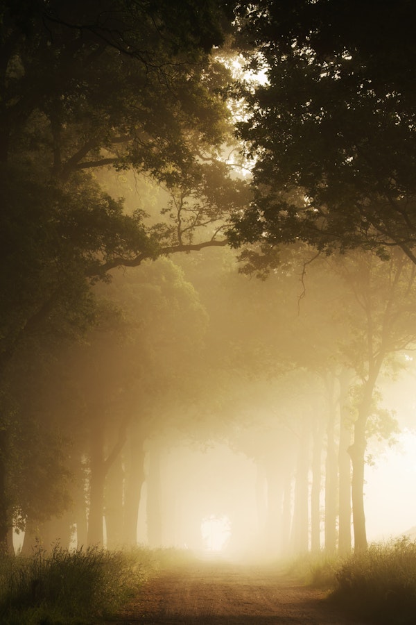 Misty Forest Sunrise