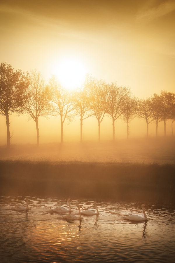 Misty Morning Swanscape