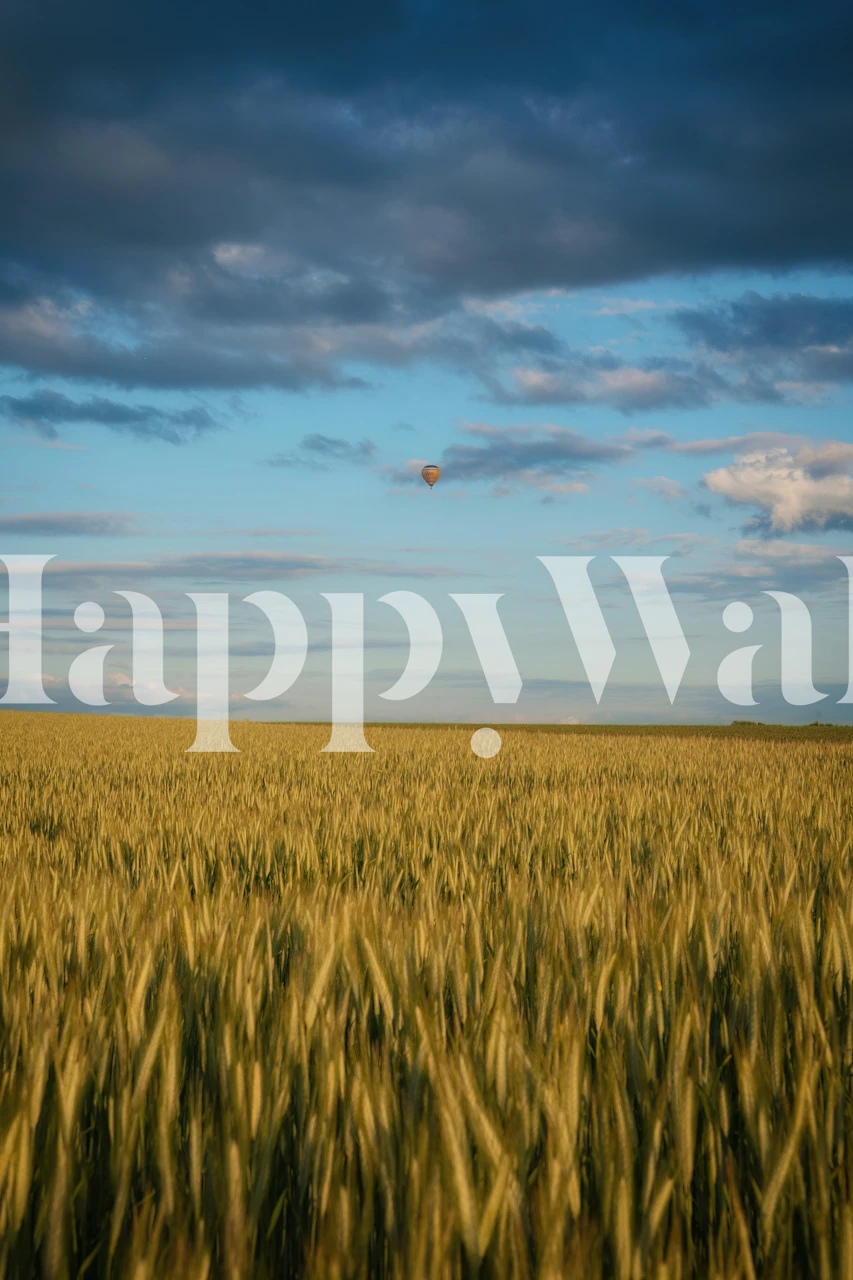 Golden wheat field under a blue sky with clouds wallpaper