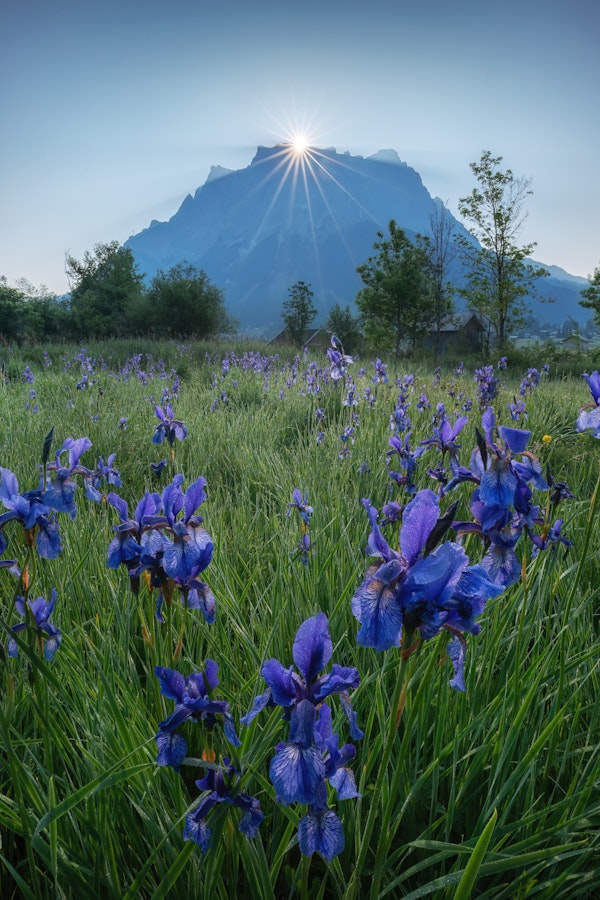 Blue iris at the Zugspitze