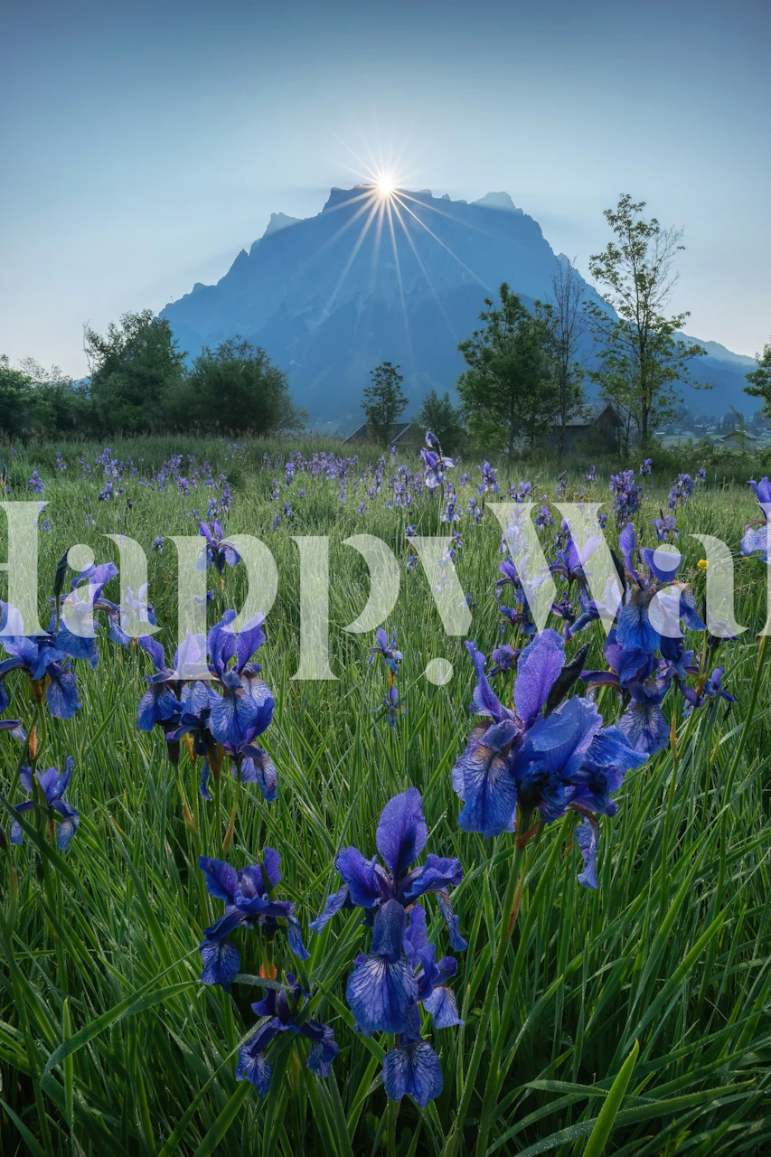 Vibrant blue iris flowers against a mountain backdrop wallpaper