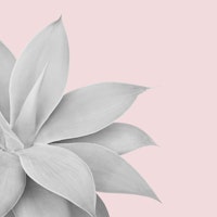 Agave Finesse 15 ταπετσαρία