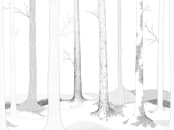 Monochrome Forest Trees in Black & White