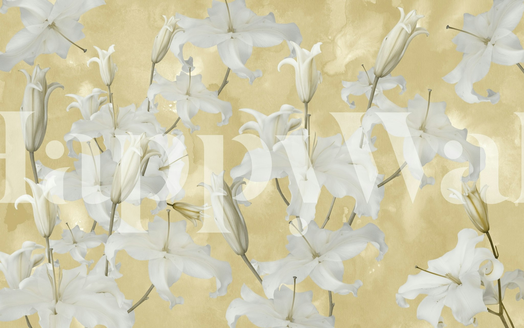 White lily flowers on a soft gold background wallpaper
