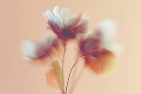 Soft Floral Breeze - Motion Blur Flowers