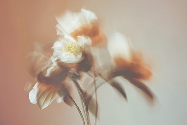 Subtle Floral Motion - Motion Blur Flowers