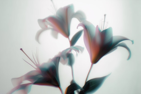 Pastel Lily Harmony - Motion Blur Flowers