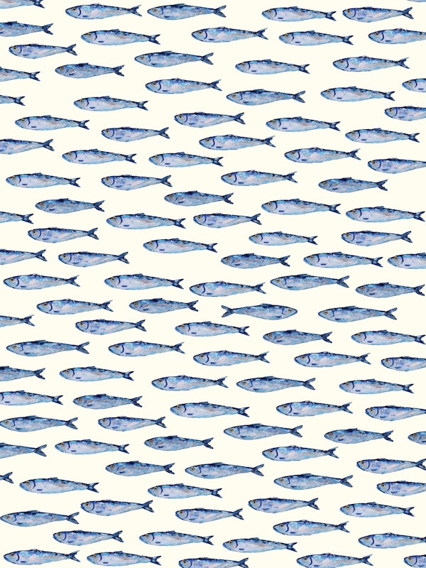 Shimmering Sardines Shoal