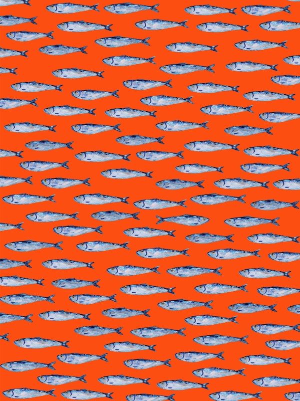 Sardines on Orange