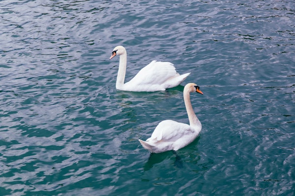 Elegant Swan Pair