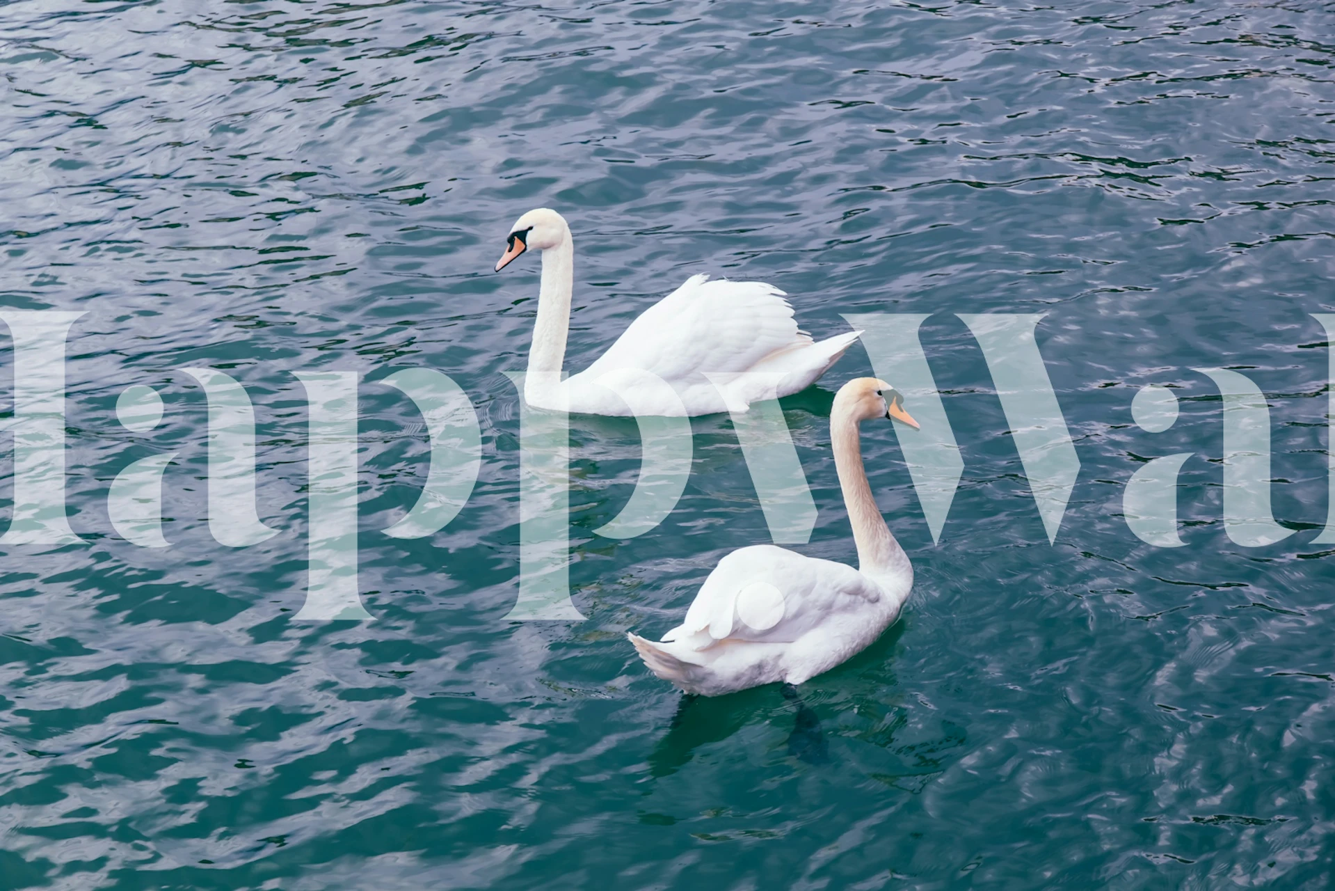 Two white swans floating on green-blue water wallpaper