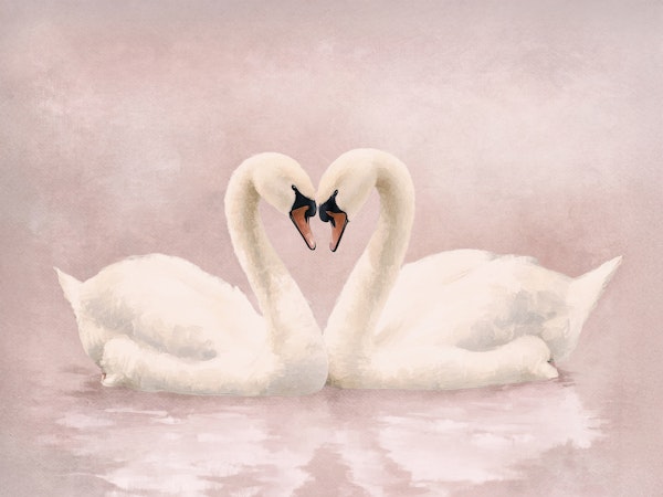 Swan Lake Harmony