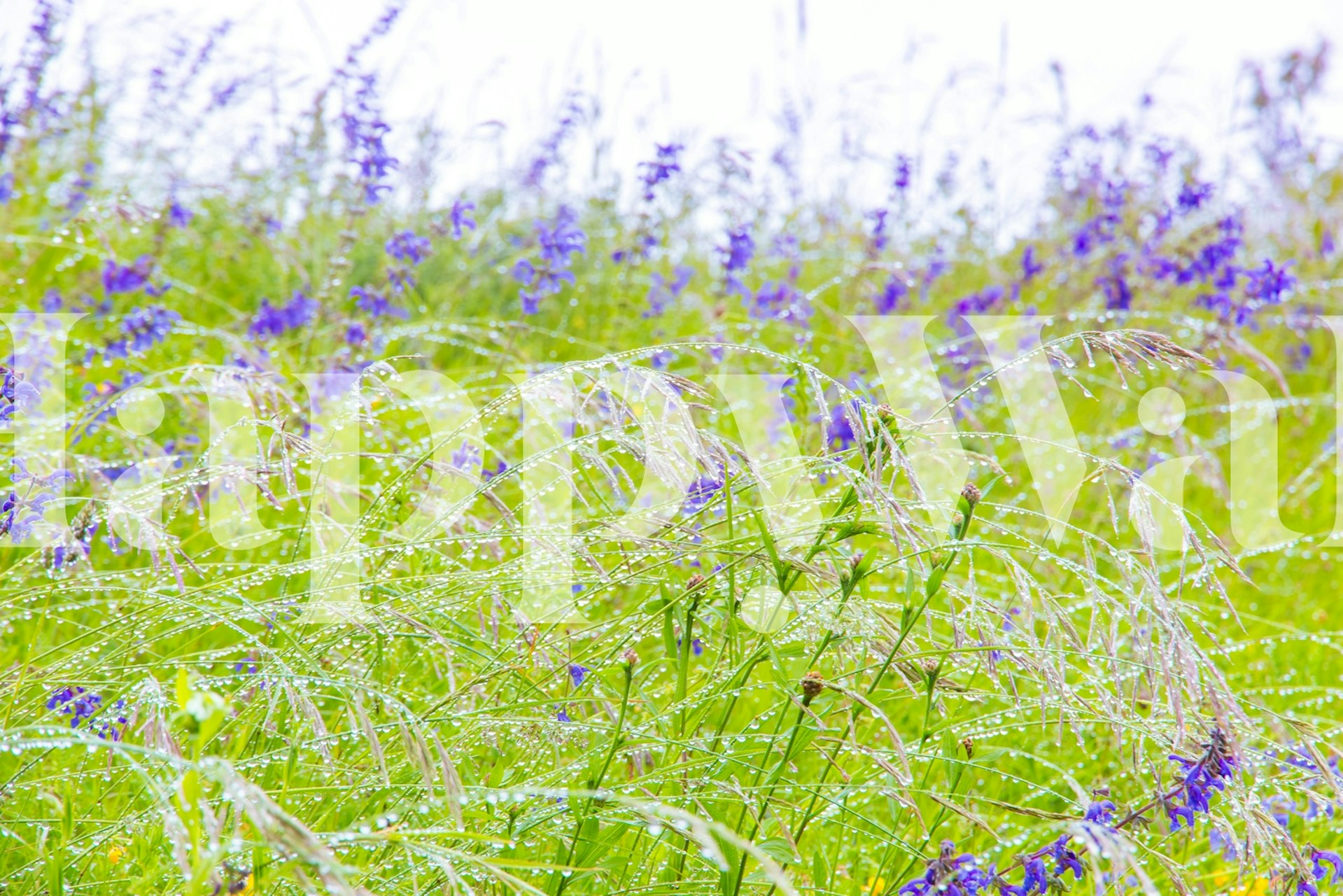 Morning Dew Meadow tapet i et rum