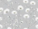 Gentle Dandelion Breeze
