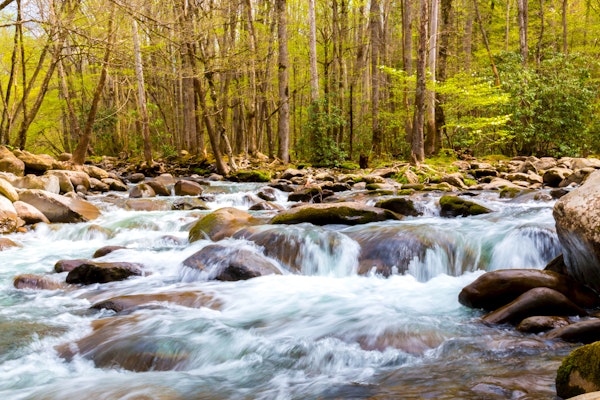 Idyllic Forest Creek