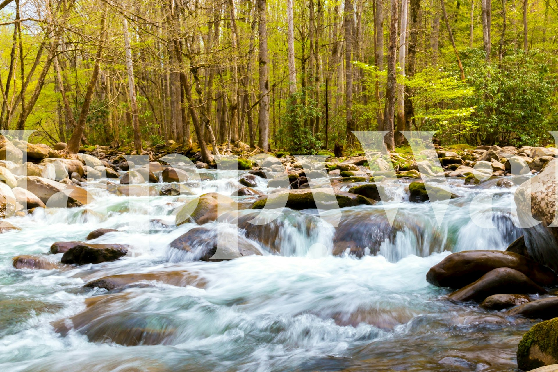 Forest creek with flowing water over rocks and lush green trees wallpaper