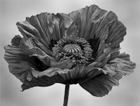 Monochrome Poppy Bloom papiers peint