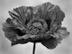 Monochrome Poppy Bloom