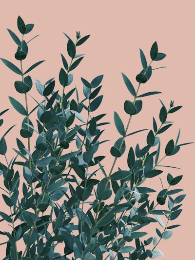 Mural