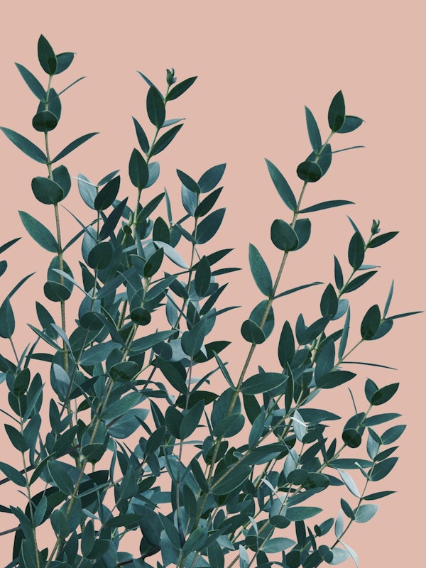 Eucalyptus Leaves Delight 4