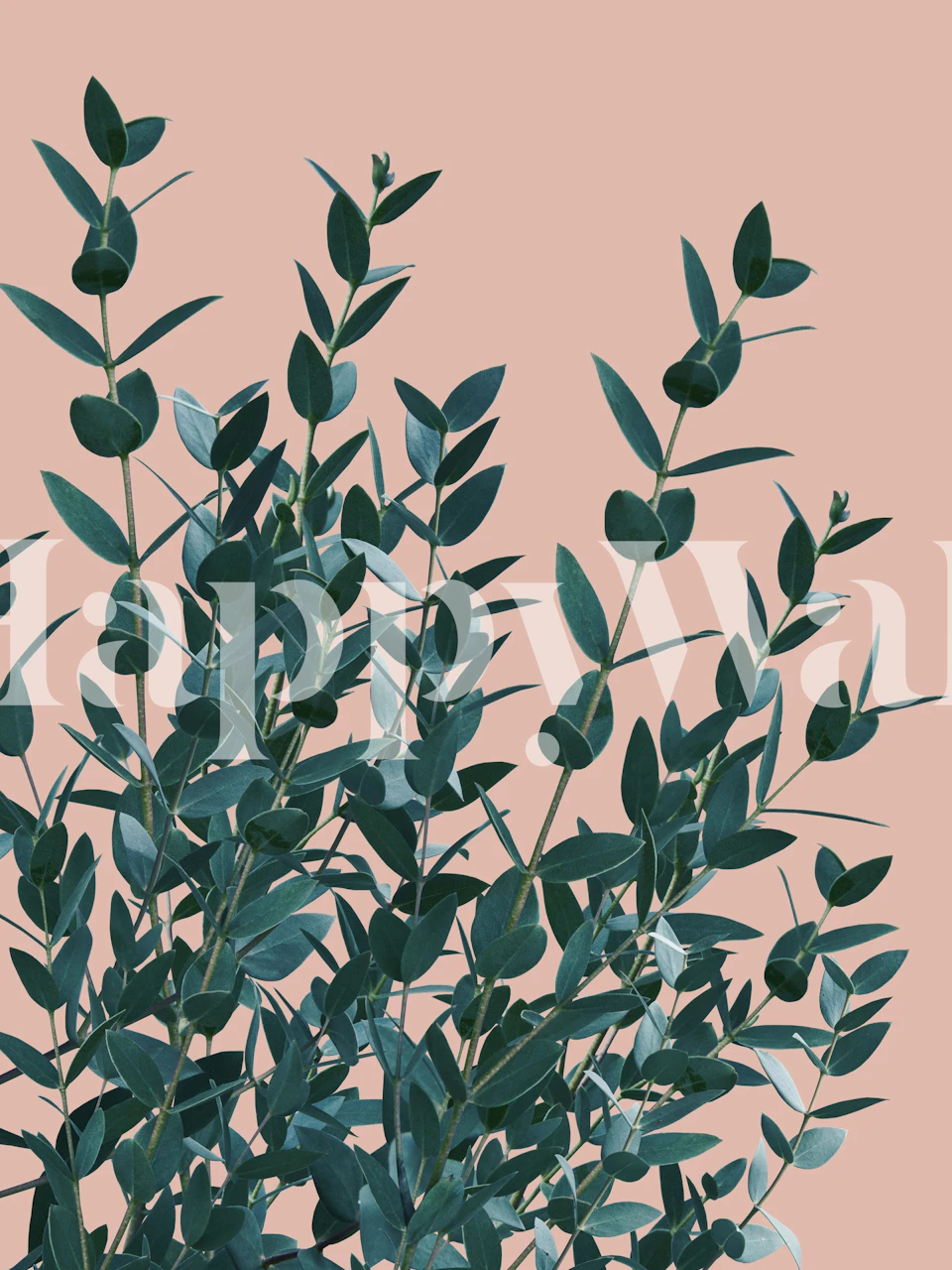 Green eucalyptus leaves on pink background wallpaper