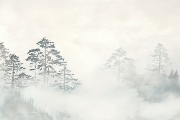 Misty Morning Forest