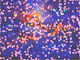 Cosmic Spectrum Mosaic