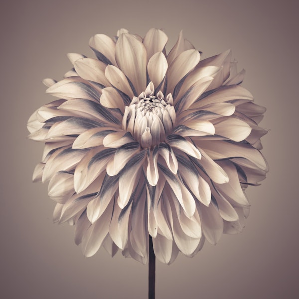Soft Vintage Dahlia