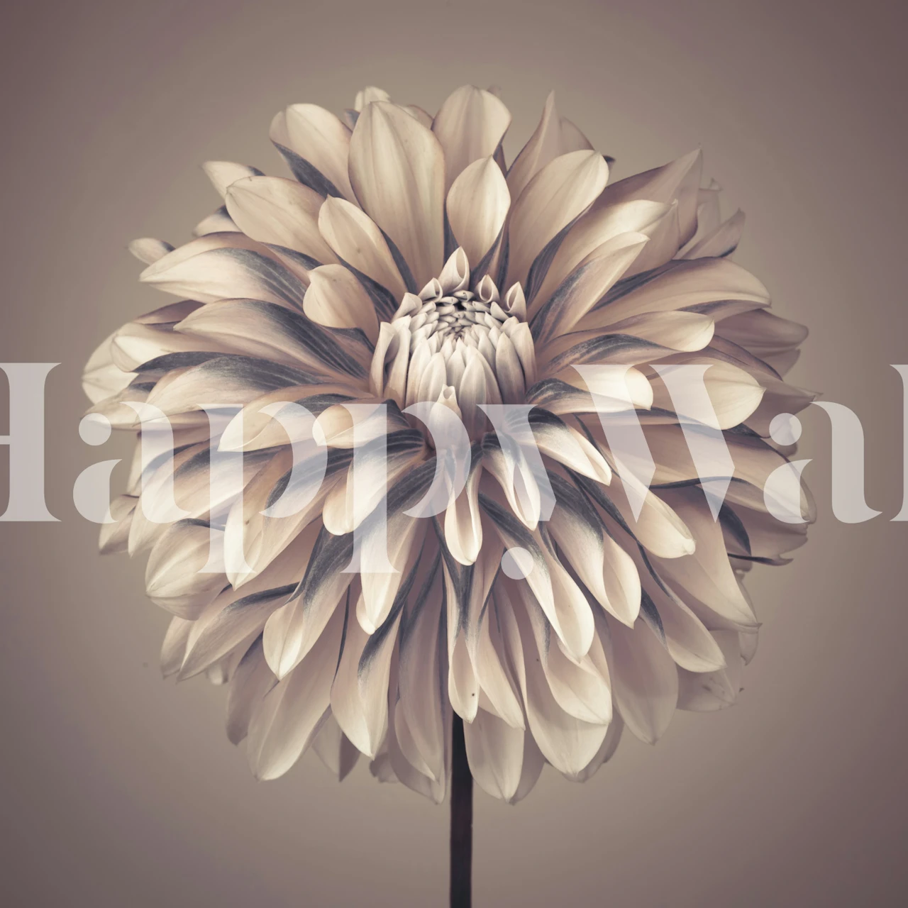 Soft Vintage Dahlia tapet i et rom