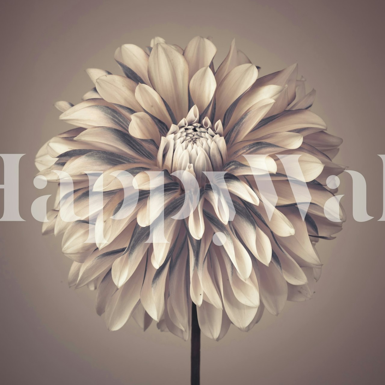 Tapeta Soft Vintage Dahlia w pokoju