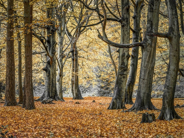 Enchanting Fall Woods