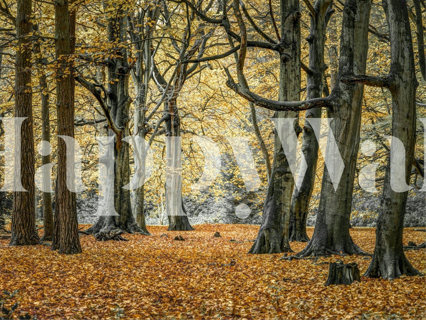 Autumn forest scene with golden leaves and gray trees wallpaper