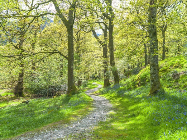 Path Through Green Woods