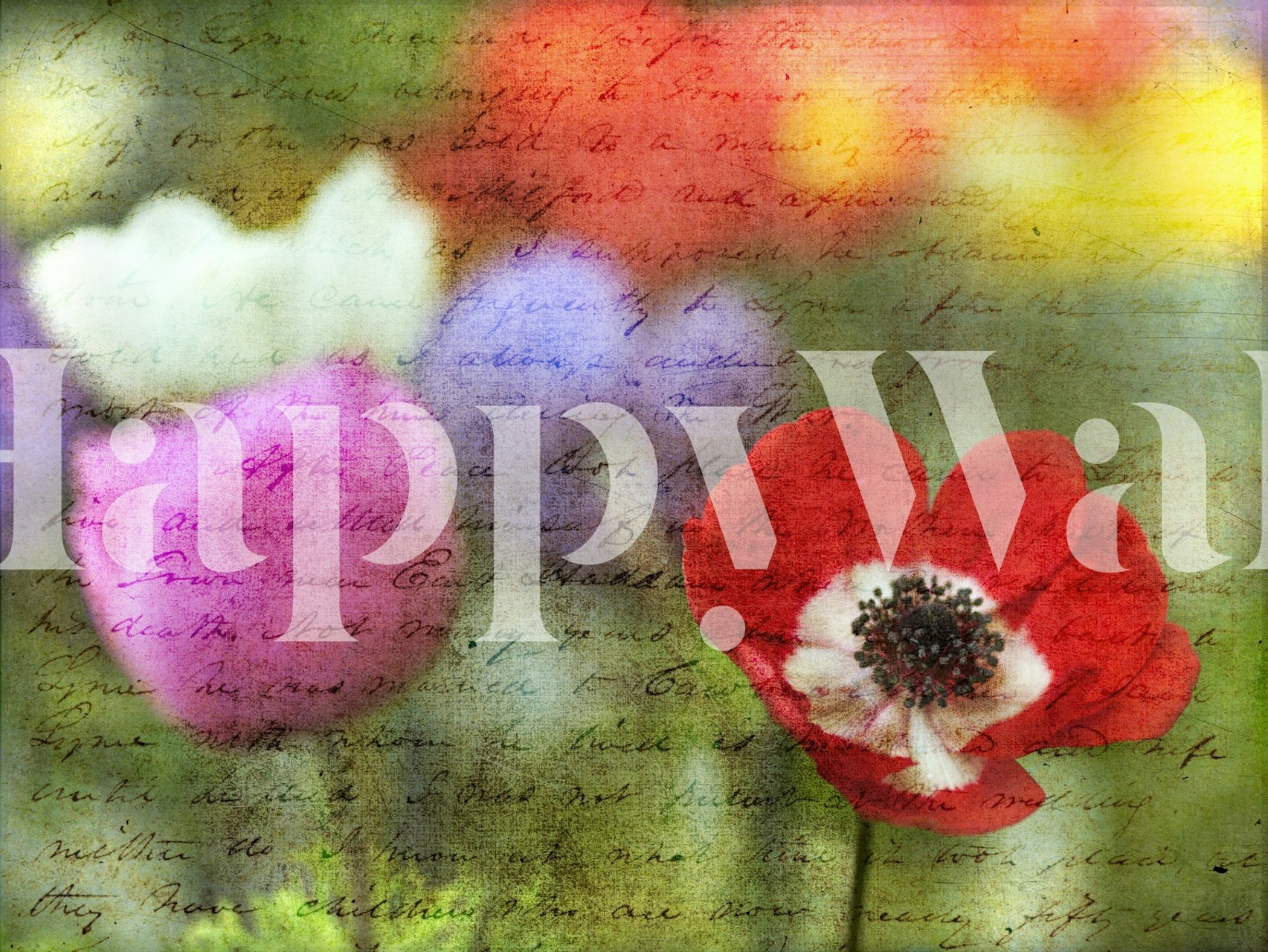 Tapeta Colorful Anemone v jasné místnosti