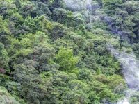 Evergreen mountains wallpaper