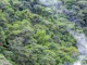 Evergreen mountains