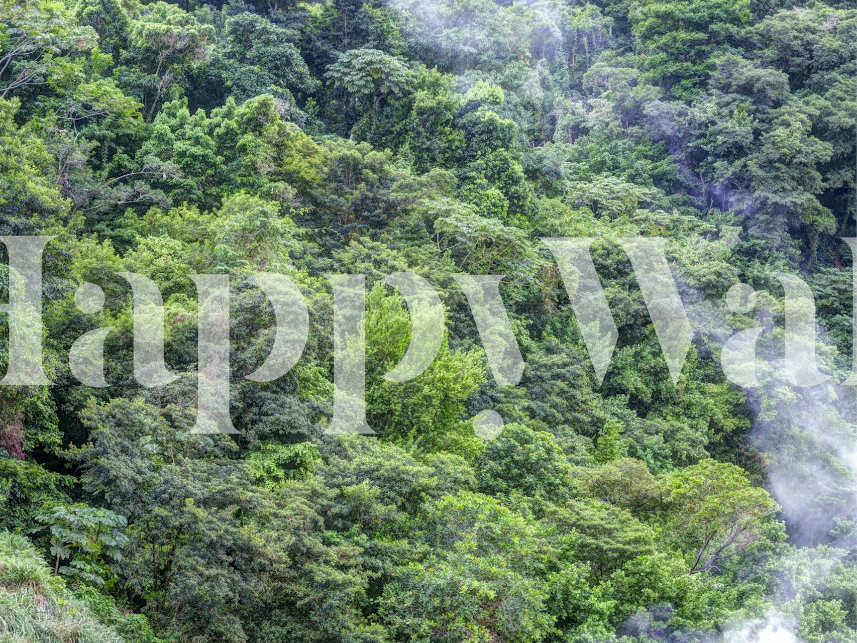 Dense green forest wallpaper with various shades of green