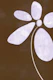 Delicate Simplicity | Minimal Floral Abstract