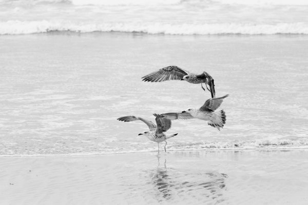 Beach Ocean Gulls
