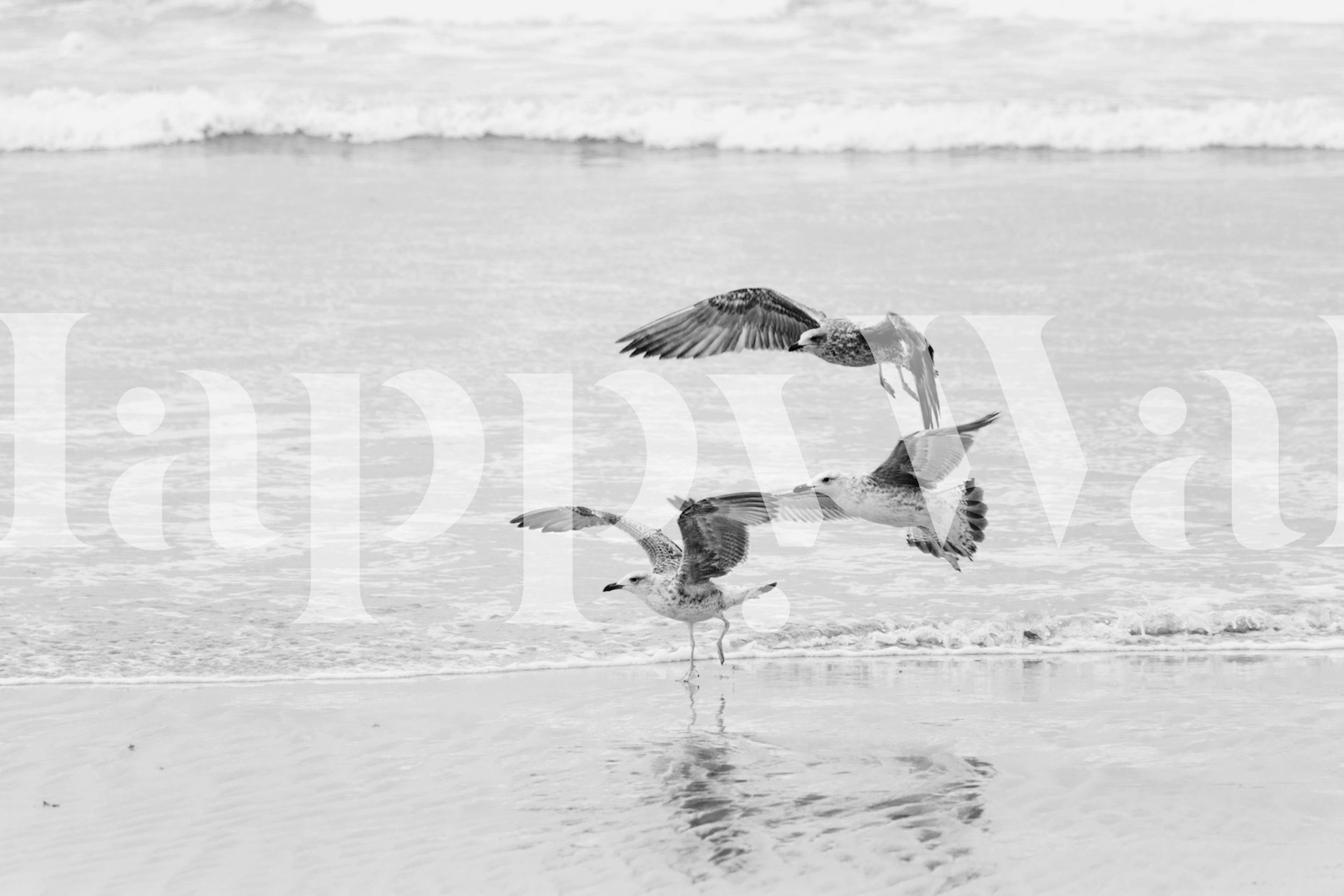 Beach Ocean Gulls tapet i et rom