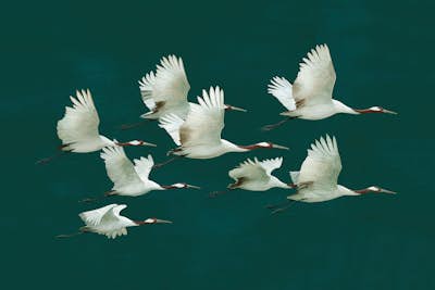 Τοιχογραφία