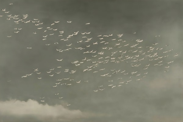 Skyward Migration