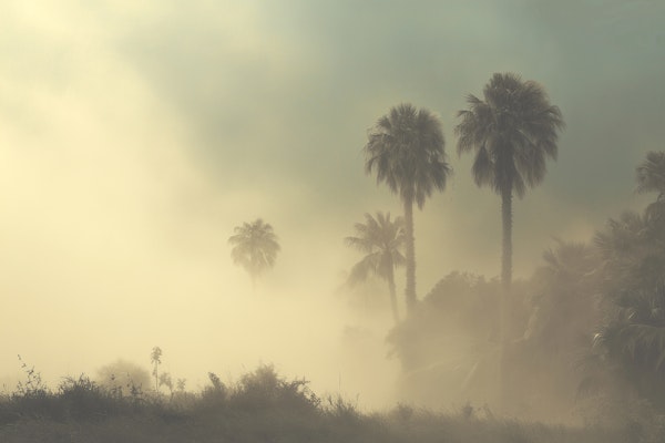Foggy Palm Oasis