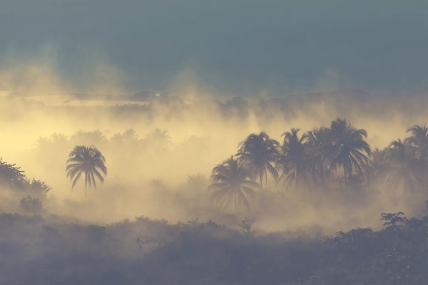 Tropical Mist Morning