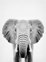 Elephant BW wallpaper