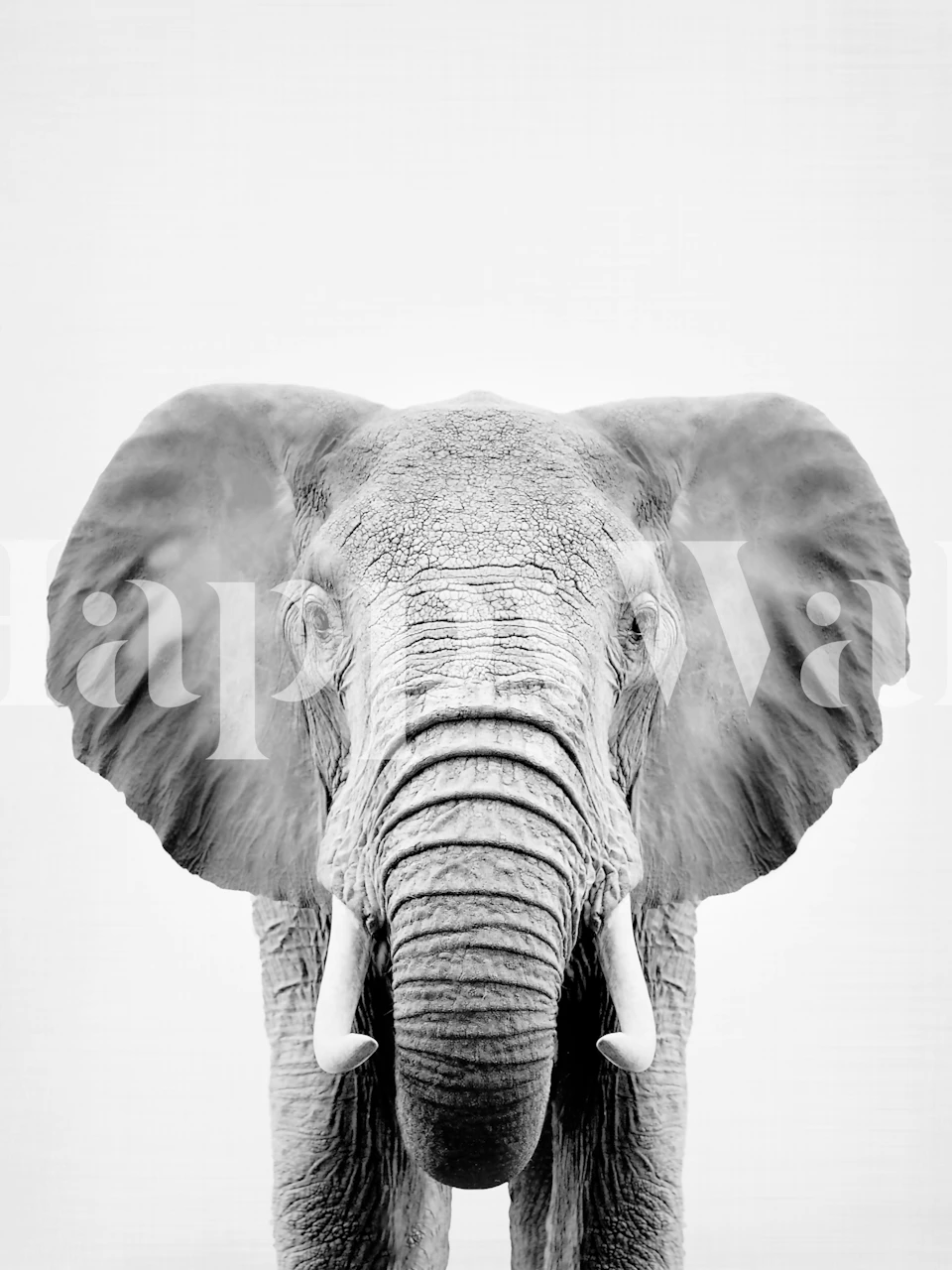 Black and white elephant wall mural