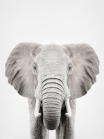 Elephant Grandeur Scene wallpaper