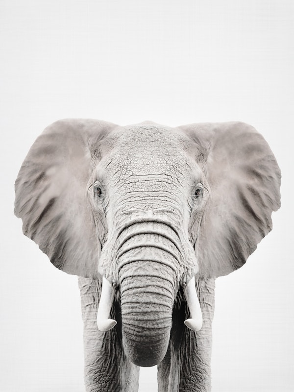 Elephant Grandeur Scene