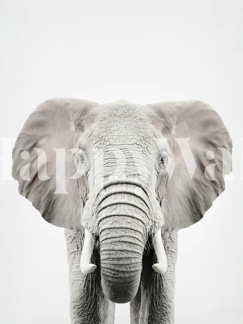 Tapeta Elephant Grandeur Scene wyeksponowana w pokoju